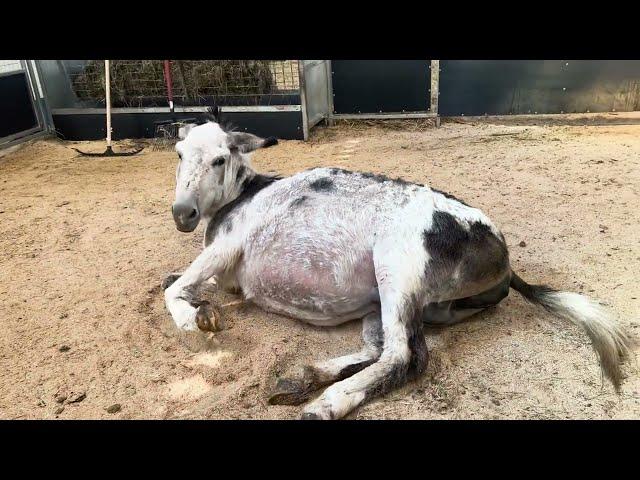 Our Donkey gives birth to one of our cutest foals ever!! Well done Flossie!!