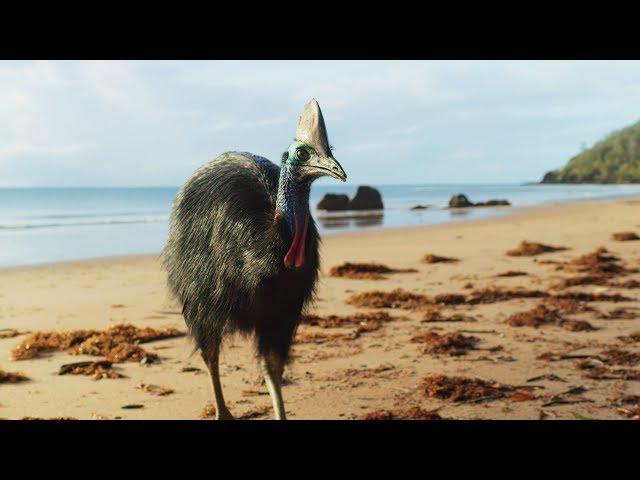 Giant Cassowaries are Modern-day Dinosaurs | Seven Worlds, One Planet | BBC Earth