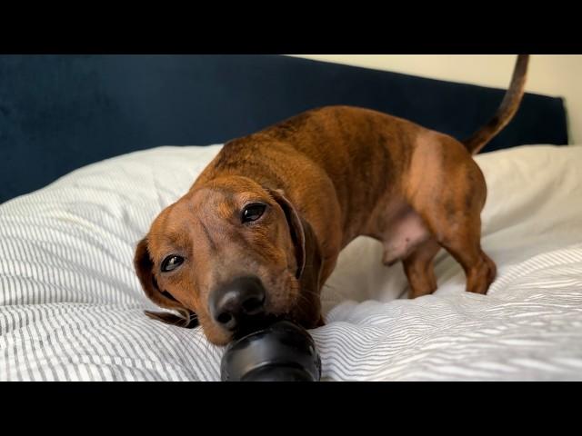 Mini dachshund tries to find his new toy!