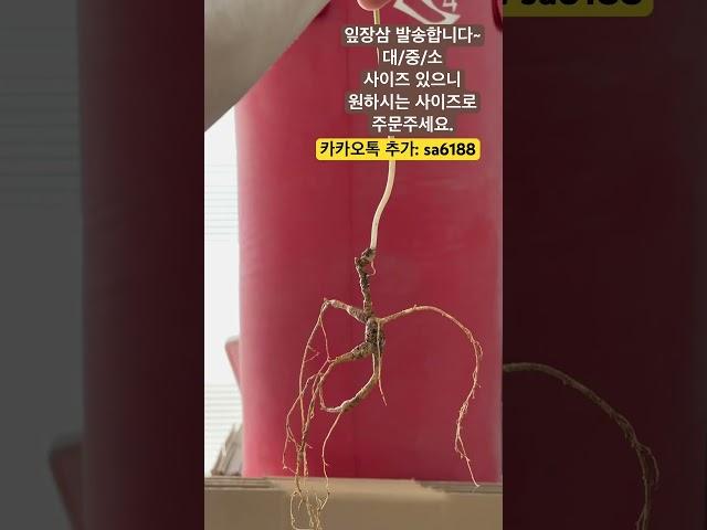 #잎장삼#산삼#백두산 임하삼