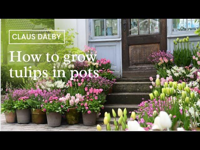 How to grow tulips in pots