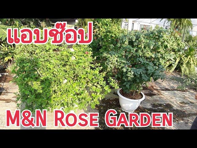 พาชมสวนกุหลาบข้างบ้าน 325 แอบช๊อปที่สวน N&N rose garden กุหลาบแรล์ต้องสวนนี้จ้า