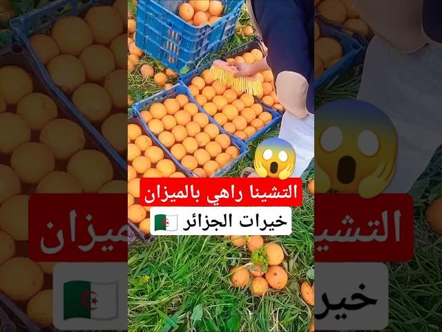 التشينا راهي بالميزان انهيار أسعار البرتقال في الجزائر #الجزائر