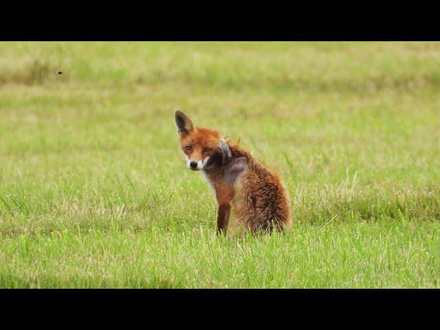 Rotfuchs mit schweren Verletzungen