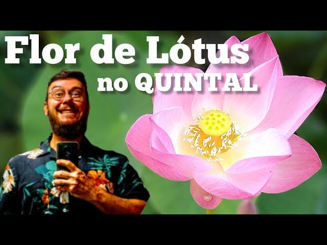 Flor de Lotus no Quintal - Quintal do Willi #Lótus #Lagos #Plantas