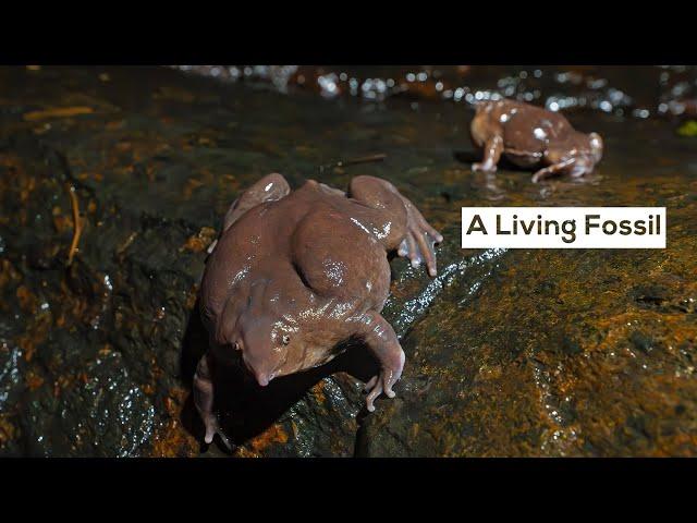 A Living Fossil: The Purple Frog's Brief Life on Land | Animal Behaviour | @RoundglassSustain