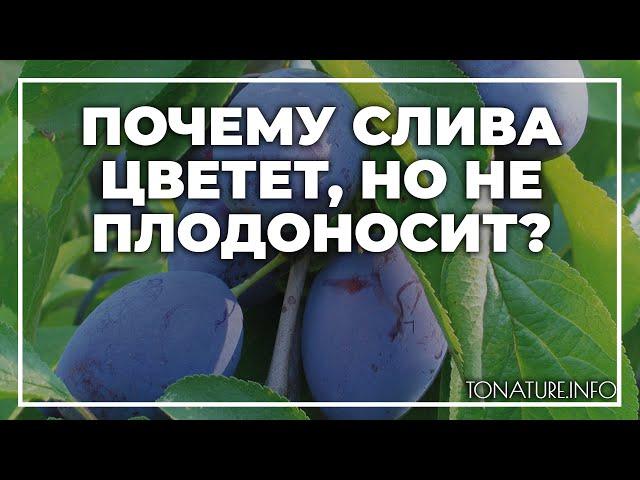 Почему слива цветет, но не плодоносит? | toNature.Info