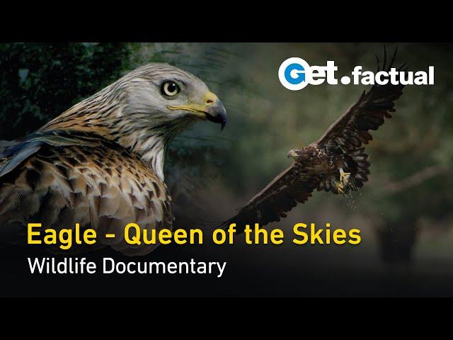 Eagle - Queen of the Skies | Wildlife Documentary