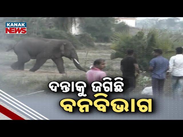 Rampaging Elephant Causes Havoc In Jajpur And Cuttack; Forest Department Struggles To Control