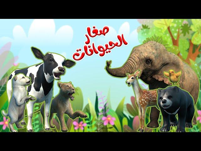 اغنية صغار الحيوانات | اغاني اطفال بون بون