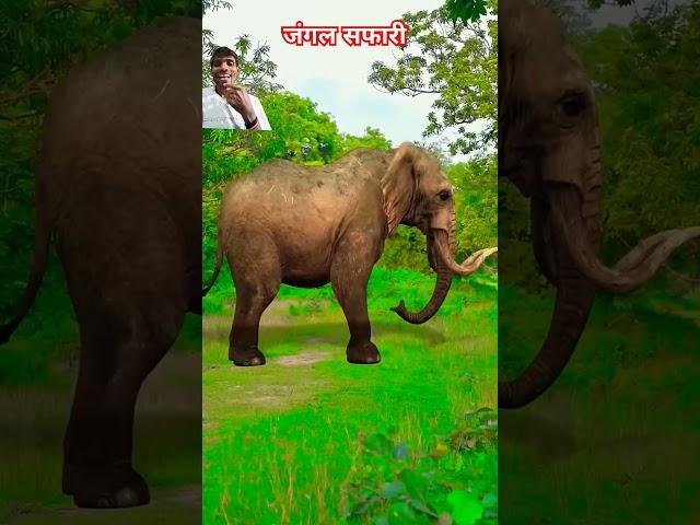 Jungle safari me aa gya sher kismat se bache charo # publicreaction # shorts # greenscreen