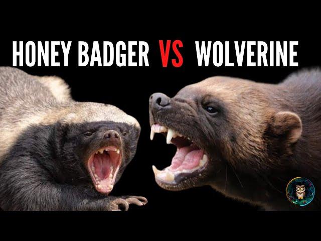 Honey Badger vs Wolverine: Nature's Fiercest Fighters