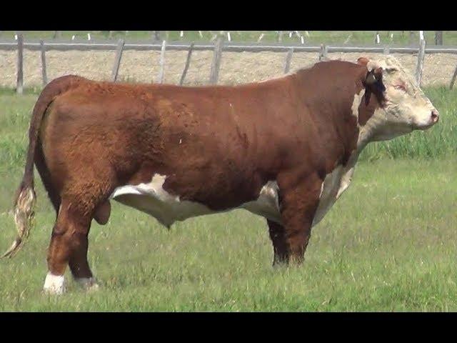 2018 Chandler Herefords Private Treaty Performance Bull Sale