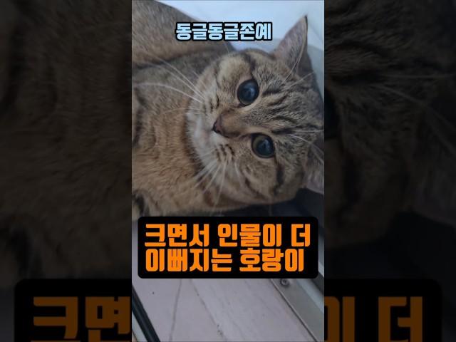 크면서 점점더 이뻐지는 아깽이 호랑이예요 #고양이 #냥이 #아깽이 #길냥이 #길고양이 #브리티쉬숏헤어 #반려묘 #猫 #cat #kittens #straycat