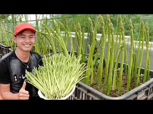 This Is How I Grow Asparagus On The Terrace For More Sprouts, Fast Harvest