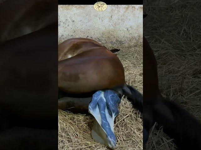 Horse giving birth without help 