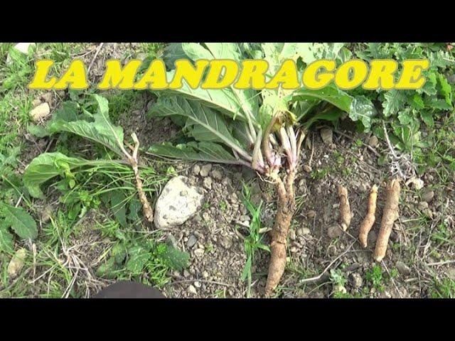 LA MANDRAGORE