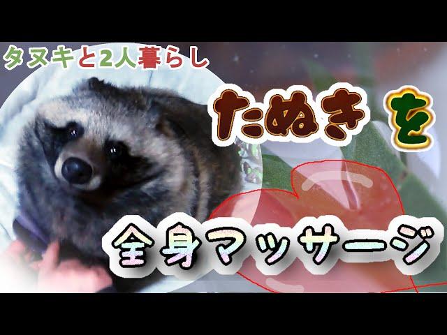 【タヌキと二人暮らし】タヌキを全身ブラッシングする　(I give Tanuki a body massage.)