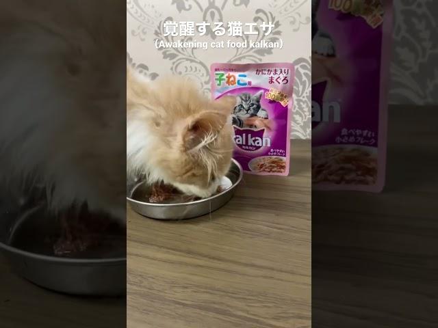 Buy on Amazon ️ awakening cat food #amazon #cyberian #kitten #shorts