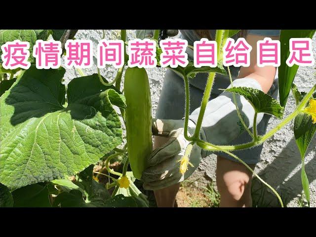 （园艺篇72）老何种花的技巧也可以搞定种菜！说说我种菜的浇水观和土地！