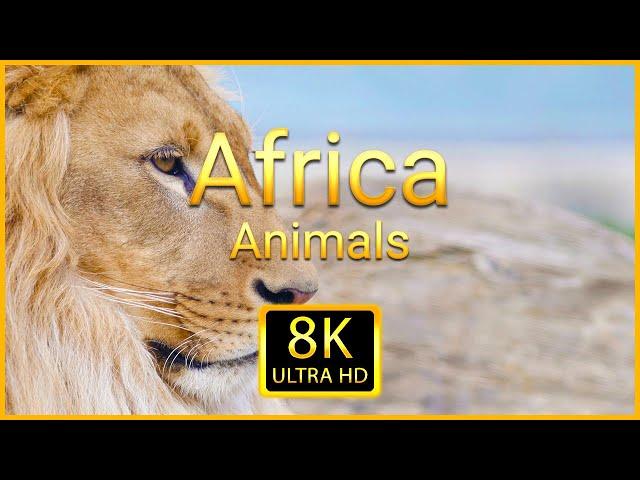 Wild Animals in 8K ULTRA HD - Collection of Beautiful Africa Wild Animals