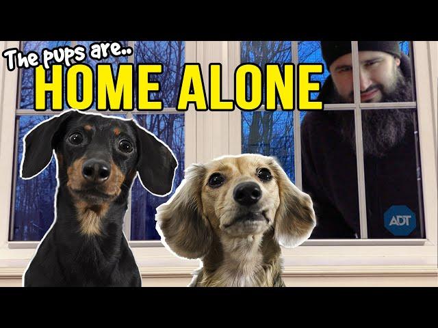 Ep#13: The Dogs are HOME ALONE - then Puppy Burglar Arrives! 