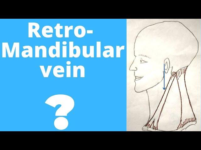 Retromandibular vein | Formation , course and Termination | retromandibular vein anatomy |