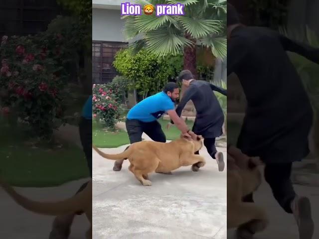 lion attack #lionslover #youtubeshorts #animaltiger #djrajput #animals #lionlover  #tigerlion