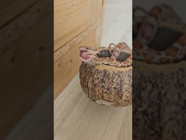 Eine kleine bei der Fütterung:)