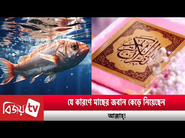 যে কারণে মাছের জবান কে'ড়ে নিয়েছেন আল্লাহ্‌! Bijoy TV