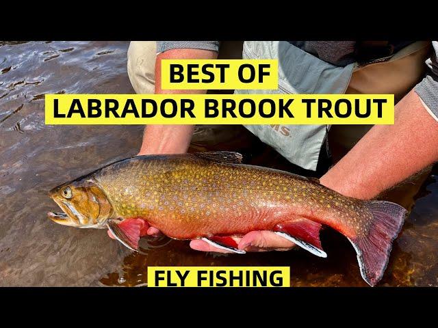 Best of Labrador Dry Fly Brook Trout Fishing | Compilation