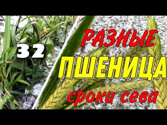 Сроки сева озимой пшеницы. Когда нужно сеять озимую пшеницу?