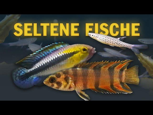 Unsere seltenen Fische: Spritzsalmler, Apistogramma, Buschfische, Badis und andere Raritäten