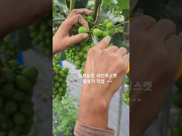 샤인머스켓 알솎기 작업중 #farming #gardening