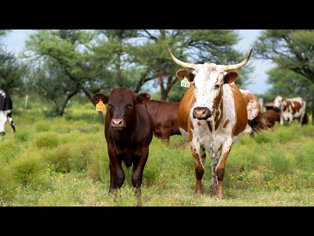 Crossbreeding Sussex with Nguni Cattle