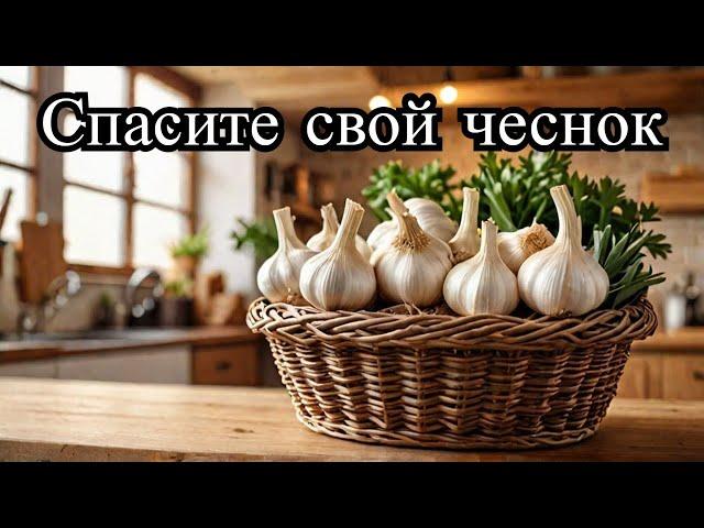 Как хранить озимый чеснок зимой, что делать если преет чеснок.#чеснок #огород