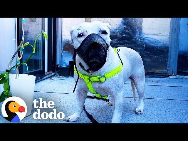 Pittie Who Needed A Muzzle Plays With A Pack Of Dogs Now | The Dodo
