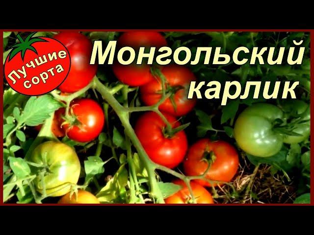 ТОМАТ МОНГОЛЬСКИЙ КАРЛИК - КАК ПОДВЯЗАТЬ!