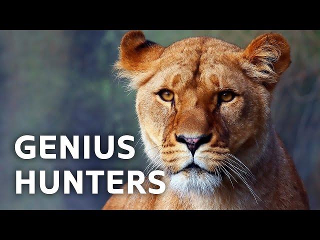 A Close Encounter With Africa's Most Intelligent Hunters | Africa's Deadliest