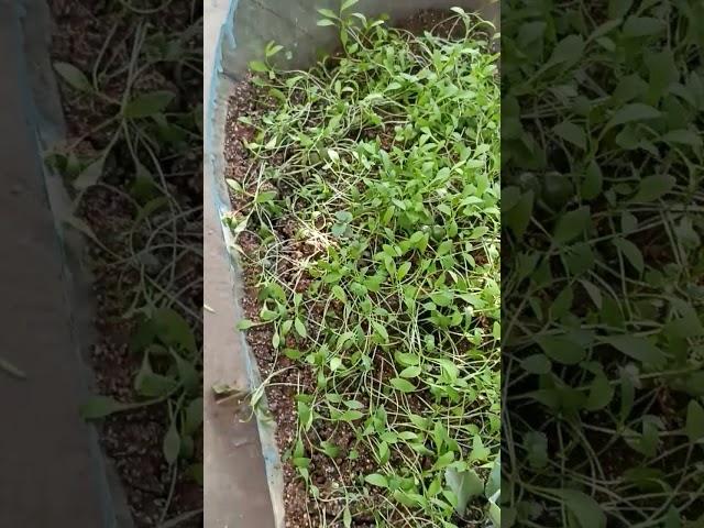 coriander leaves #short @varadhi Surekha