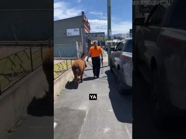 Llama Drama - Australian man walks down the street with an Alpaca 