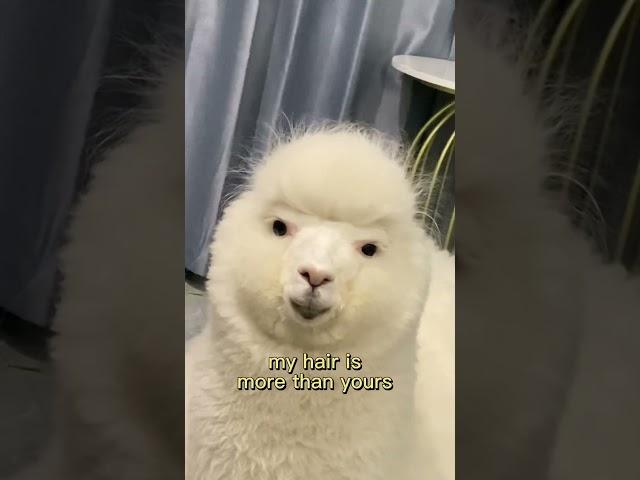 #alpaca