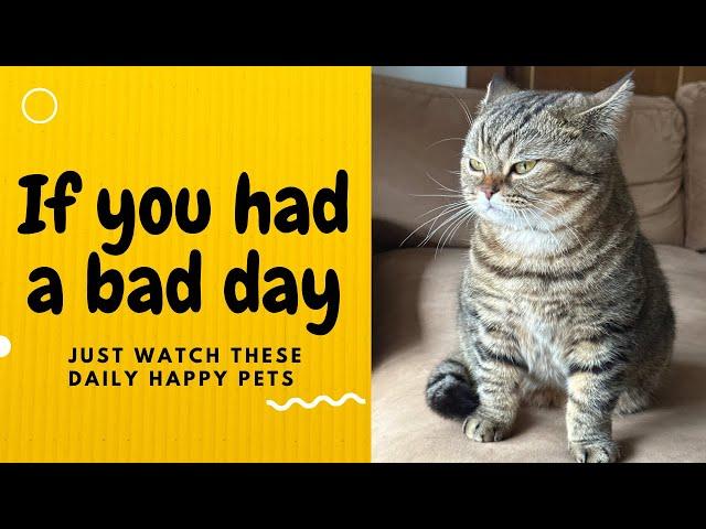 If you had a bad day, just watch these daily happy pets | Day 26