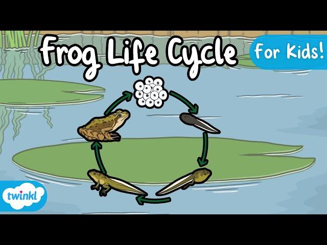 The Life Cycle of a Frog | Frog Life Cycle | Science for Kids!