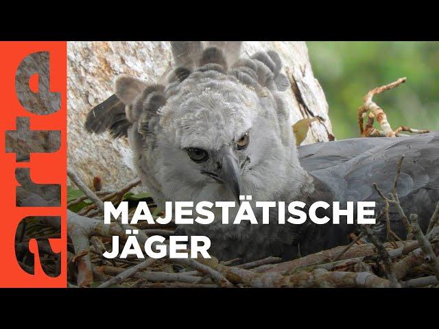 Harpyien: Die größten Greifvögel des Regenwaldes | GEO Reportage Reupload | ARTE Family