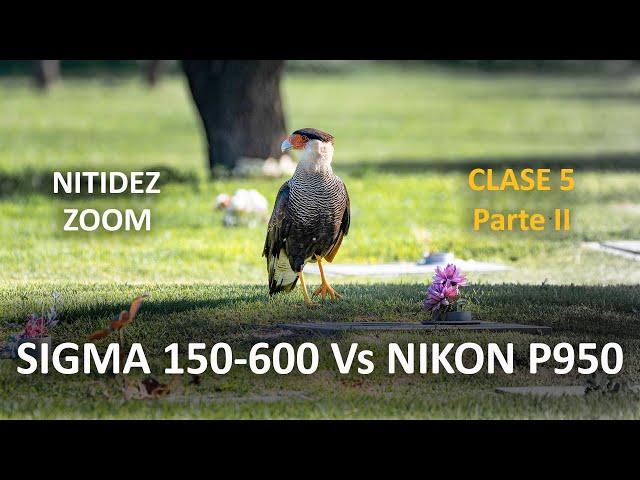 El Zoom del lente Sigma150-600 vs Zoom Nikon P950 - Fotografía de Aves