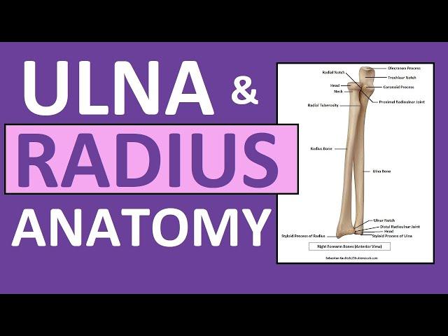 Radius and Ulna Anatomy and Physiology: Forearm Bones