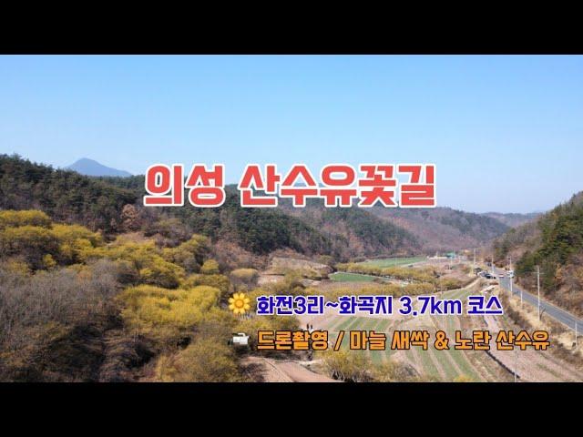 의성 산수유축제, 산수유꽃길 / 드론촬영