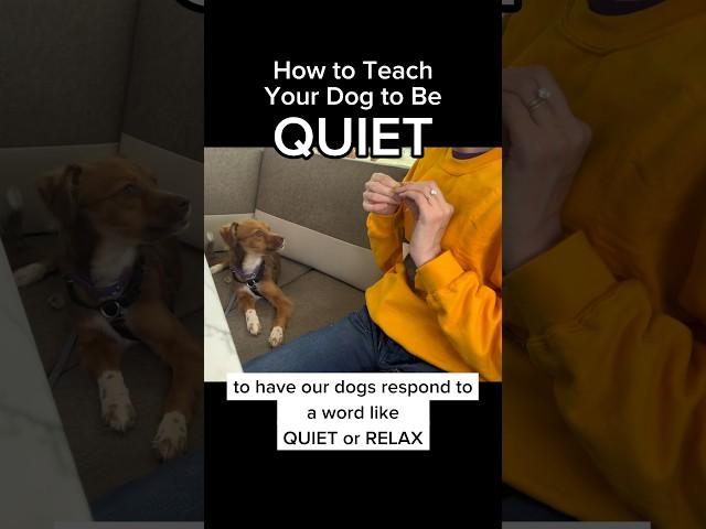 How to Teach Your Dog to Be Quiet! #stopbarking #dogtraining #dogtrainer #puppytraining #barking