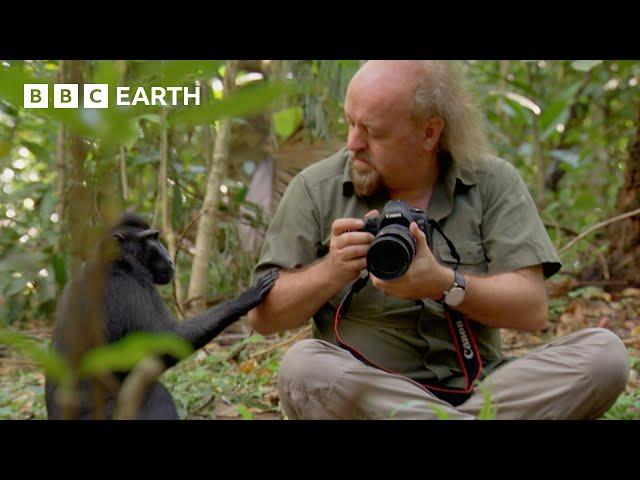 Getting Close to Macaques | Bill Bailey's Jungle Hero | BBC Earth